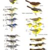 Birds of Trinidad and Tobago