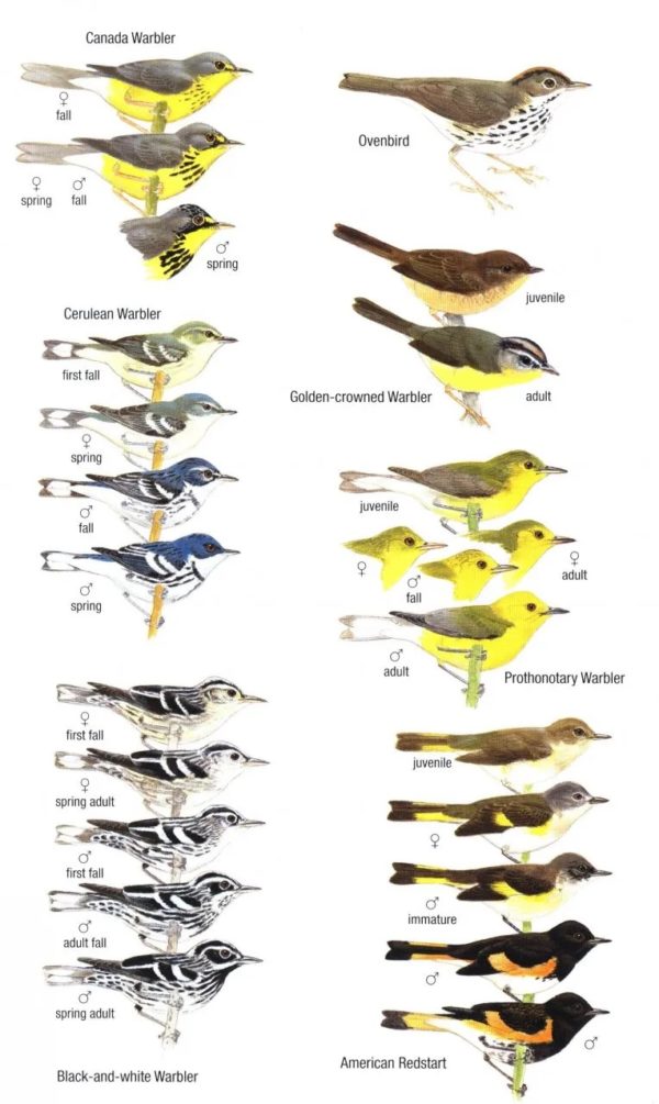 Birds of Trinidad and Tobago