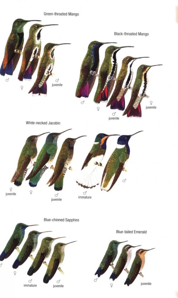 Birds of Trinidad and Tobago