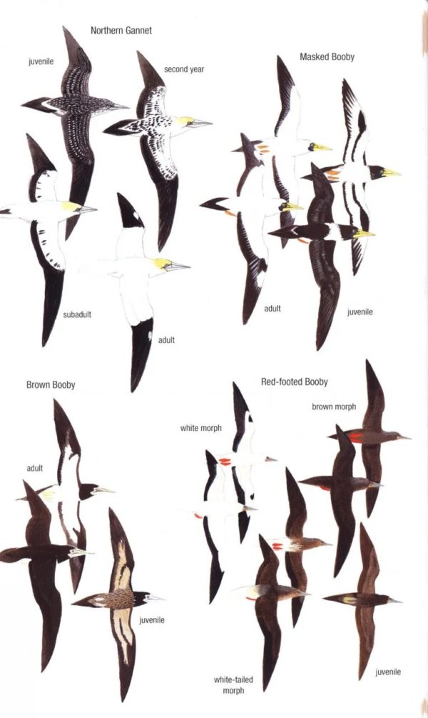 Birds of Trinidad and Tobago