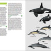 Birds and Mammals of the Galapagos