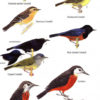 Birds of Ecuador