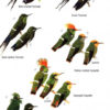 Birds of Ecuador