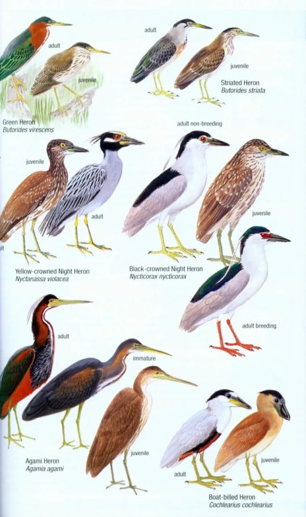 Birds of Venezuela