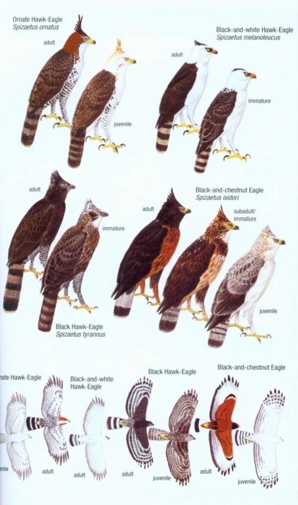 Birds of Venezuela