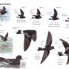 Petrels Night and Day