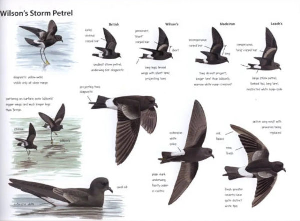 Petrels Night and Day