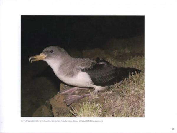 Petrels Night and Day