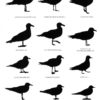Gulls Simplified