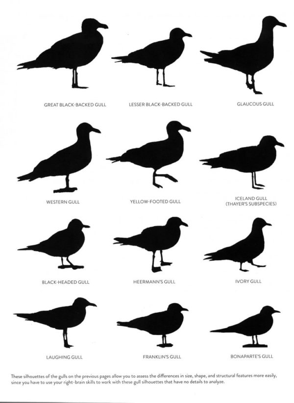 Gulls Simplified