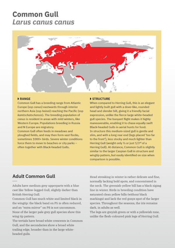 Gulls of Europe, North Africa, and the Middle East