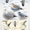 Gulls of Europe, North Africa, and the Middle East