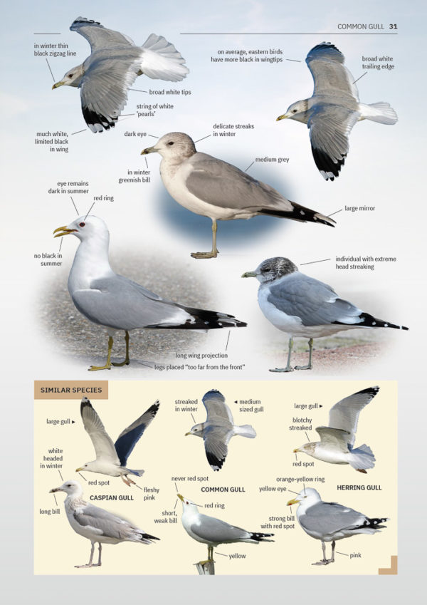 Gulls of Europe, North Africa, and the Middle East