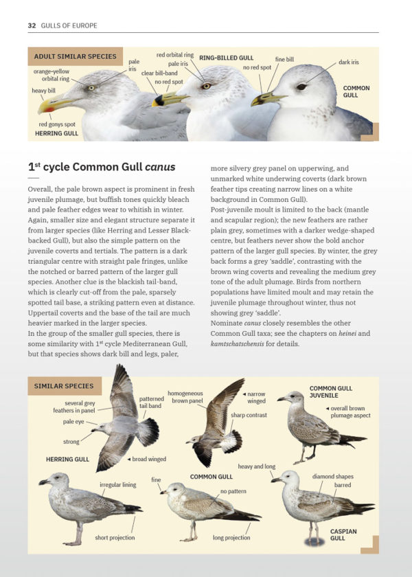 Gulls of Europe, North Africa, and the Middle East