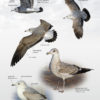 Gulls of Europe, North Africa, and the Middle East