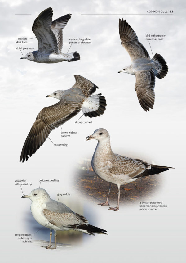 Gulls of Europe, North Africa, and the Middle East