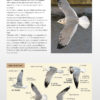 Gulls of Europe, North Africa, and the Middle East