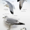 Gulls of Europe, North Africa, and the Middle East