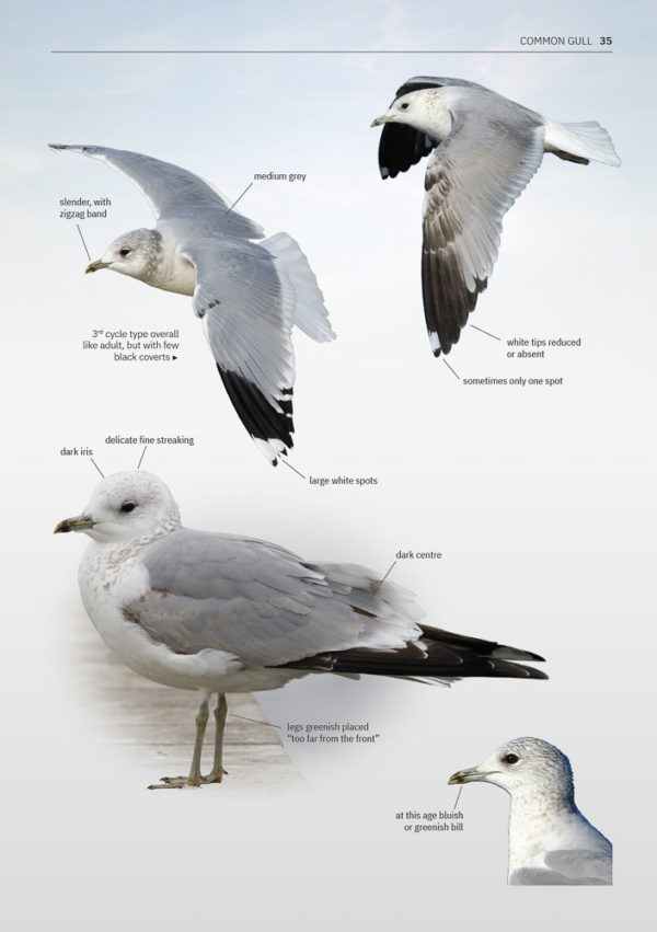 Gulls of Europe, North Africa, and the Middle East