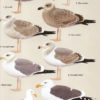 Gulls of Europe, Asia and North America