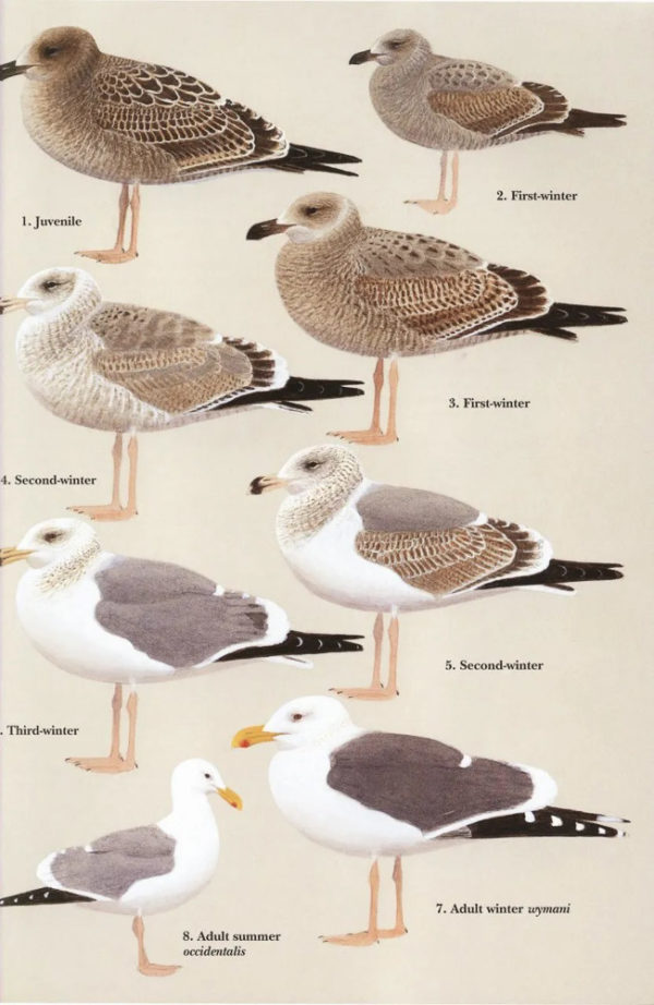 Gulls of Europe, Asia and North America