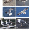 Gulls of Europe, Asia and North America