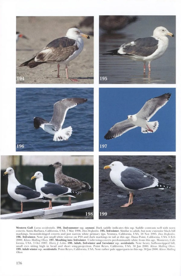 Gulls of Europe, Asia and North America