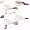 Gulls of Europe, Asia and North America