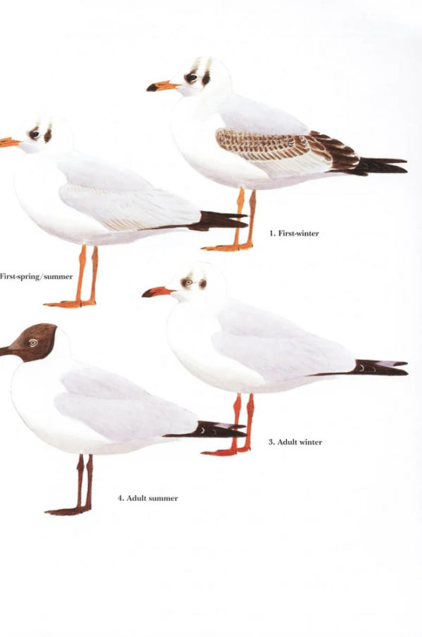 Gulls of Europe, Asia and North America