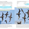 Oceanic Birds of the World