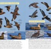 Oceanic Birds of the World