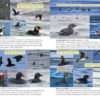 Oceanic Birds of the World