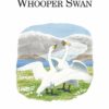 The Whooper Swan