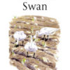 The Bewick's Swan