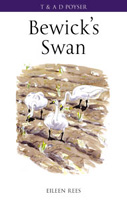 The Bewick's Swan