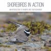 Shorebirds in Action