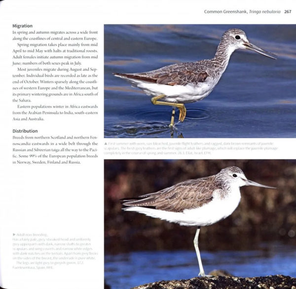 Waders of Europe