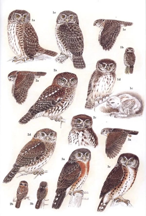 Owls of the World