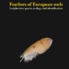 Feathers of European owls