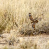 Morocco: sharing the birds