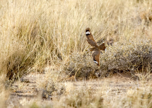 Morocco: sharing the birds