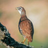 Morocco: sharing the birds