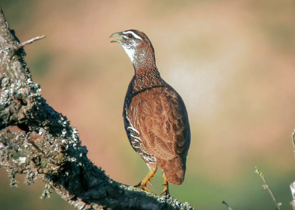 Morocco: sharing the birds