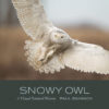 Snowy Owl