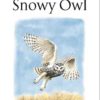 The Snowy Owl