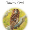 The Tawny Owl