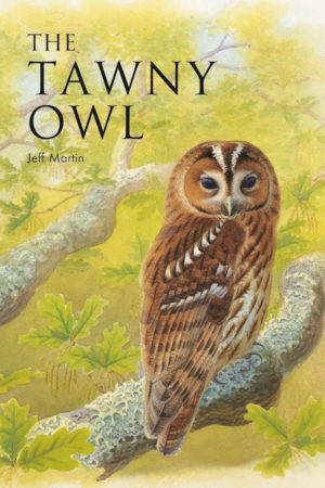 The Tawny Owl