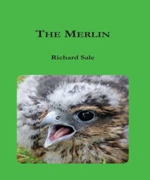 The Merlin