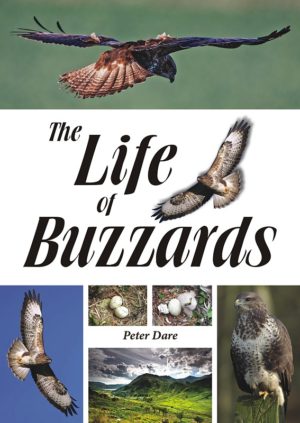 The Life of Buzzards