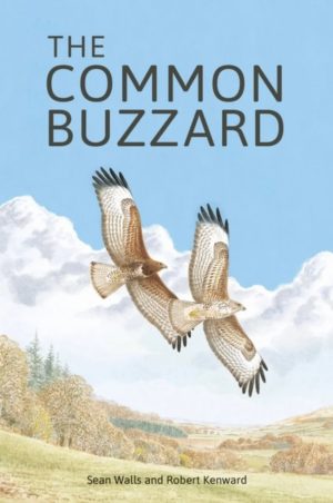 The Common Buzzard